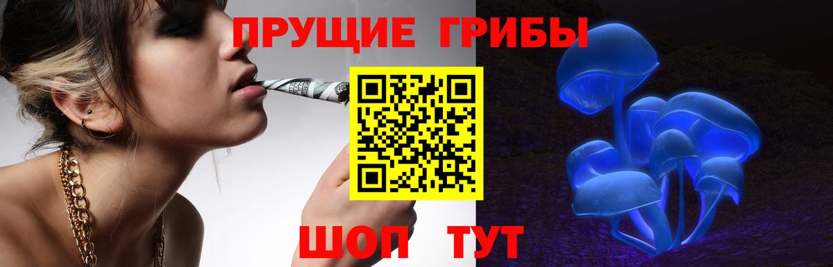 Псилоцибиновые грибы Psilocybine cubensis  Черногорск 